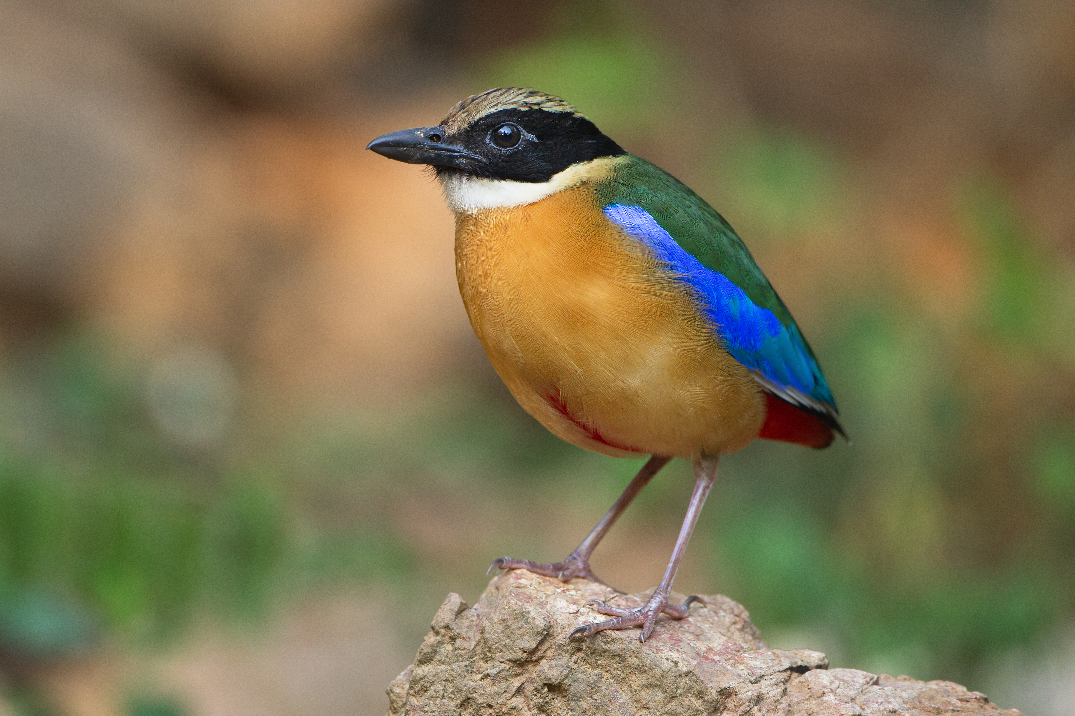  kékszárnyú pitta